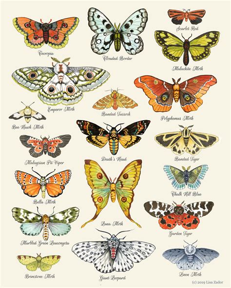 Moth Print: Stunning Nature-Inspired Wall Art for Home Decor.